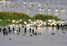 Kashmir: Wetland Conservation